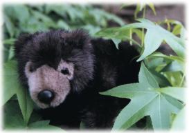Un adorable ourson