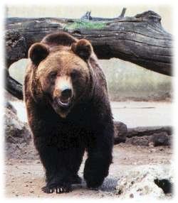 un vrai ours